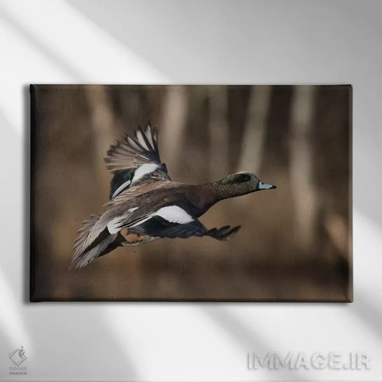 تابلو اردک ویژئون آمریکایی نر اثر کن آرچر - نمای روبهرو روی دیوار