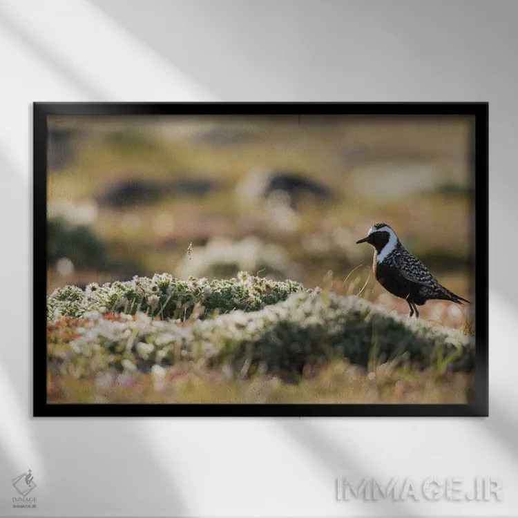 تابلو سیلوئت سلیم طلایی آمریکایی بر توندرا شمالگان اثر کن آرچر - نمای قابدار مشکی