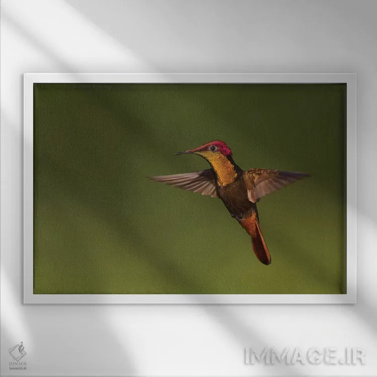 تابلو مرغ مگسخوار روبی توپاز اثر کن آرچر - نمای قابدار سفید