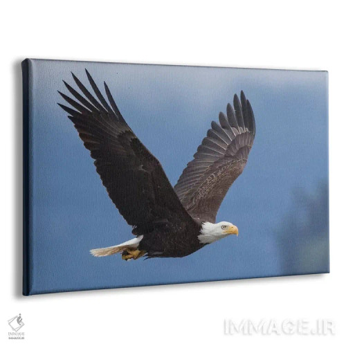 تابلو عقاب سرسفید ۱ اثر کن آرچر - نمای پرسپکتیو محصول