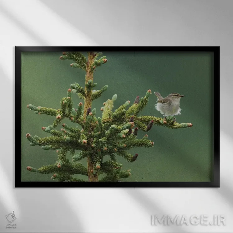 تابلو Sub-arctic Boreal forest,چکچک قطبی، جنگلهای بوریال زیرشمالگان اثر کن آرچر - نمای قابدار مشکی