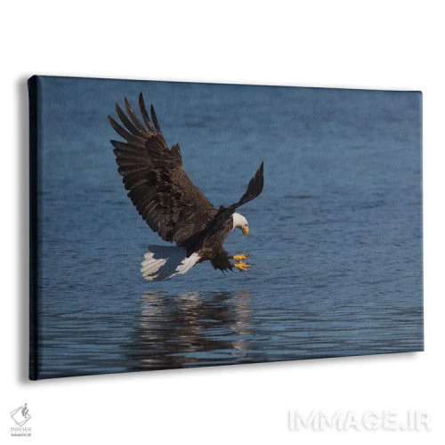 تابلو عقاب سرسفید در حال شکار طعمه اثر کن آرچر - نمای پرسپکتیو محصول