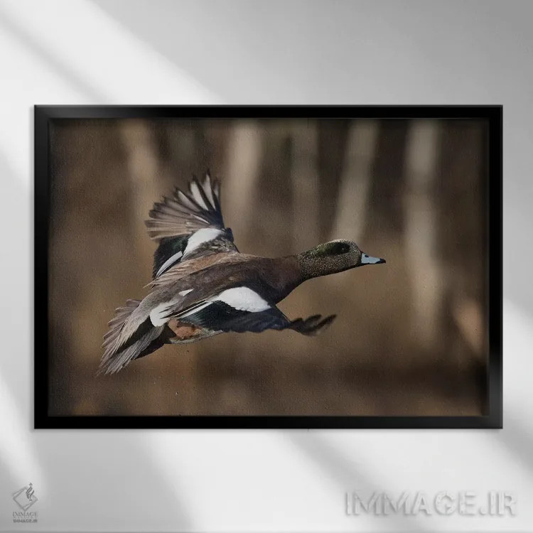 تابلو اردک ویژئون آمریکایی نر اثر کن آرچر - نمای قابدار مشکی