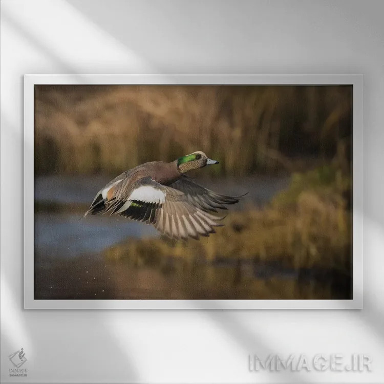 تابلو اردک ویژئون آمریکایی نر اثر کن آرچر - نمای قابدار سفید