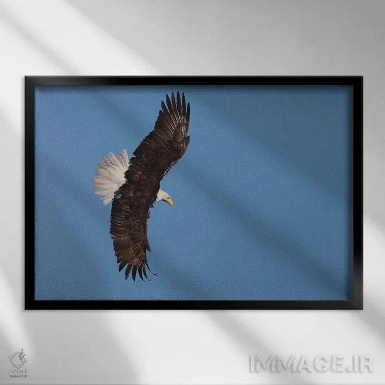 تابلو عقاب سرسفید در حال پرواز اثر کن آرچر - نمای قابدار مشکی