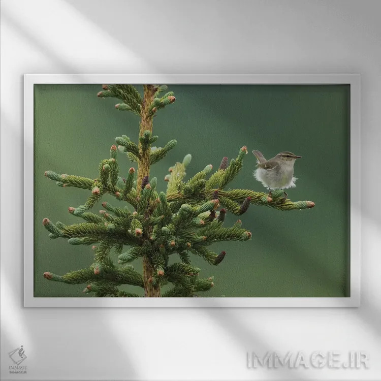 تابلو Sub-arctic Boreal forest,چکچک قطبی، جنگلهای بوریال زیرشمالگان اثر کن آرچر - نمای قابدار سفید