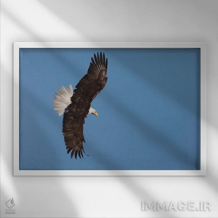 تابلو عقاب سرسفید در حال پرواز اثر کن آرچر - نمای قابدار سفید