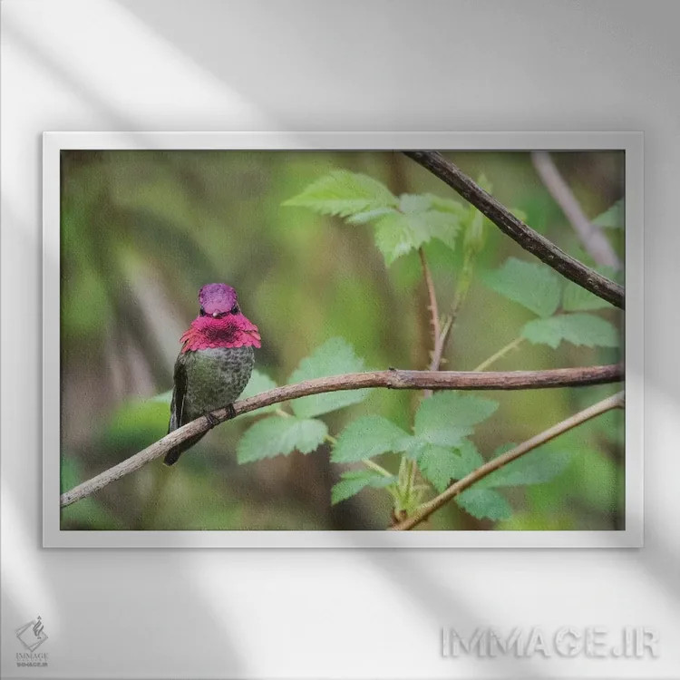 تابلو مرغ مگسخوار نر آنا اثر کن آرچر - نمای قابدار سفید