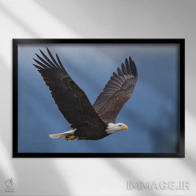تابلو عقاب سرسفید ۱ اثر کن آرچر - نمای قابدار مشکی