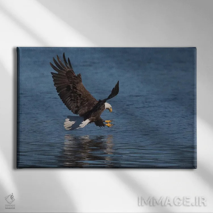 تابلو عقاب سرسفید در حال شکار طعمه اثر کن آرچر - نمای روبهرو روی دیوار