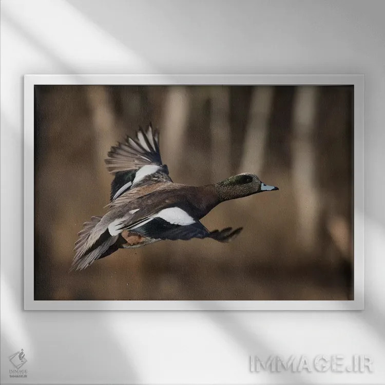 تابلو اردک ویژئون آمریکایی نر اثر کن آرچر - نمای قابدار سفید