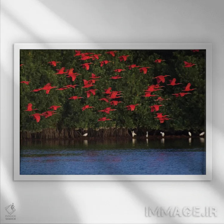 تابلو گروه حواصیل سرخ اثر کن آرچر - نمای قابدار سفید