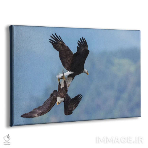 تابلو عقاب سرسفید در نبرد هوایی برای غذا اثر کن آرچر - نمای پرسپکتیو محصول