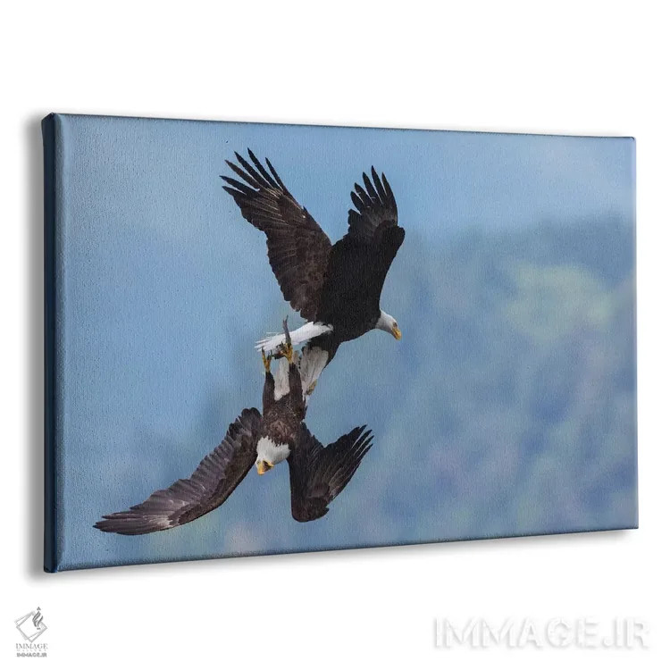 تابلو عقاب سرسفید در نبرد هوایی برای غذا اثر کن آرچر - نمای پرسپکتیو محصول