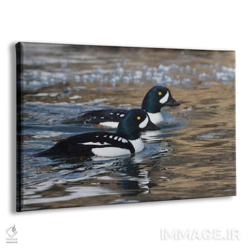 تابلو اردک طلایی باروز در رودخانه یخزده اثر کن آرچر - نمای پرسپکتیو محصول
