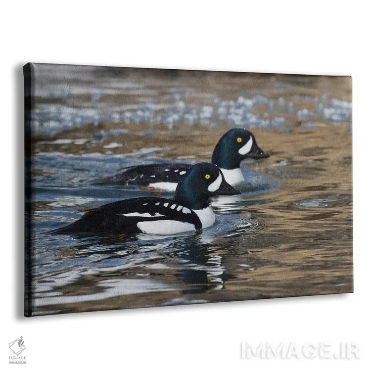 تابلو اردک طلایی باروز در رودخانه یخزده اثر کن آرچر - نمای پرسپکتیو محصول