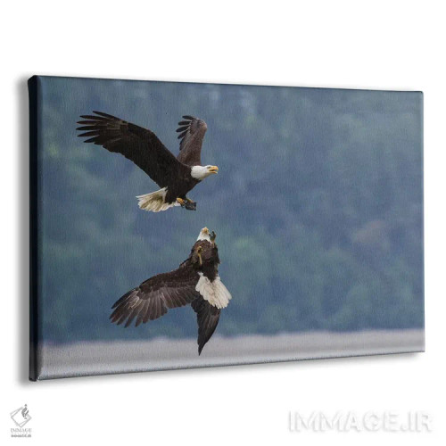 تابلو دو عقاب سرسفید در رقابت بر سر تکهای غذا اثر کن آرچر - نمای پرسپکتیو محصول