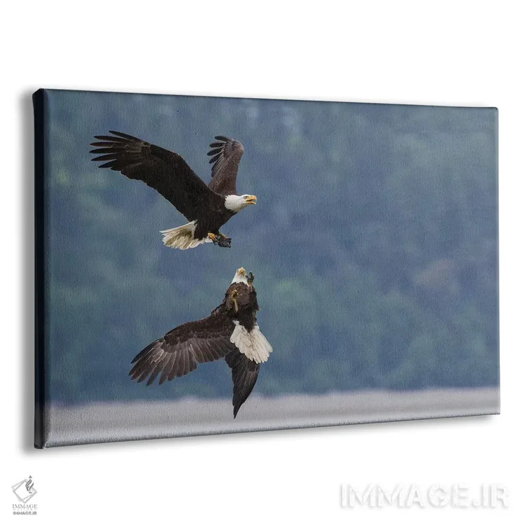 تابلو دو عقاب سرسفید در رقابت بر سر تکهای غذا اثر کن آرچر - نمای پرسپکتیو محصول