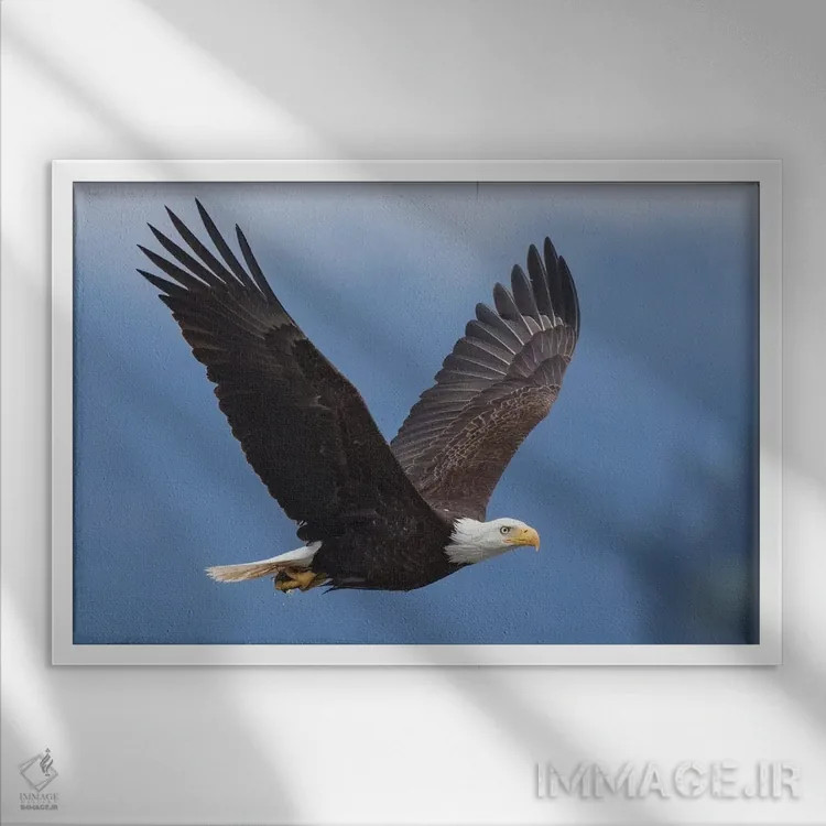 تابلو عقاب سرسفید ۱ اثر کن آرچر - نمای قابدار سفید