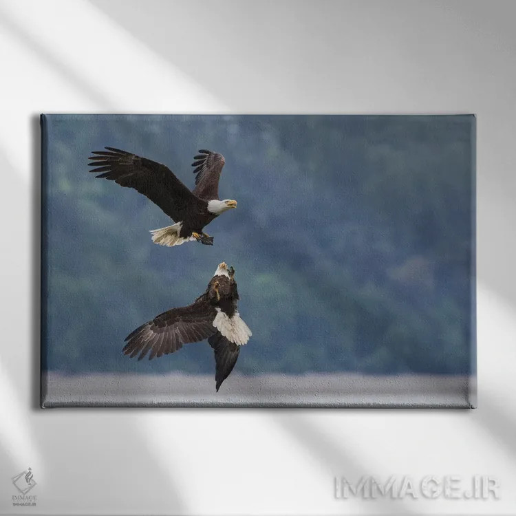 تابلو دو عقاب سرسفید در رقابت بر سر تکهای غذا اثر کن آرچر - نمای روبهرو روی دیوار