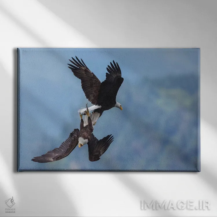 تابلو عقاب سرسفید در نبرد هوایی برای غذا اثر کن آرچر - نمای روبهرو روی دیوار