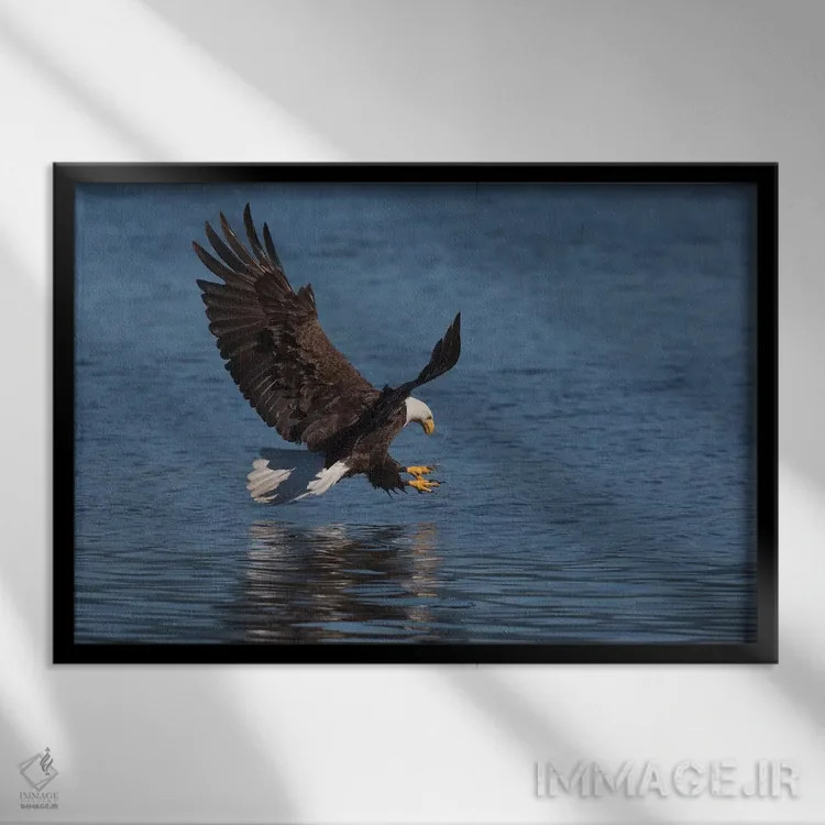 تابلو عقاب سرسفید در حال شکار طعمه اثر کن آرچر - نمای قابدار مشکی