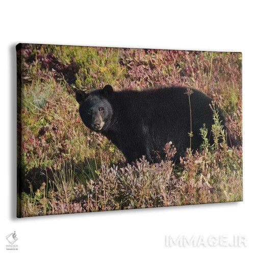 تابلو خرس سیاه و بلوبری پاییزی اثر کن آرچر - نمای پرسپکتیو محصول