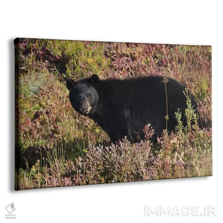 تابلو خرس سیاه و بلوبری پاییزی اثر کن آرچر - نمای پرسپکتیو محصول
