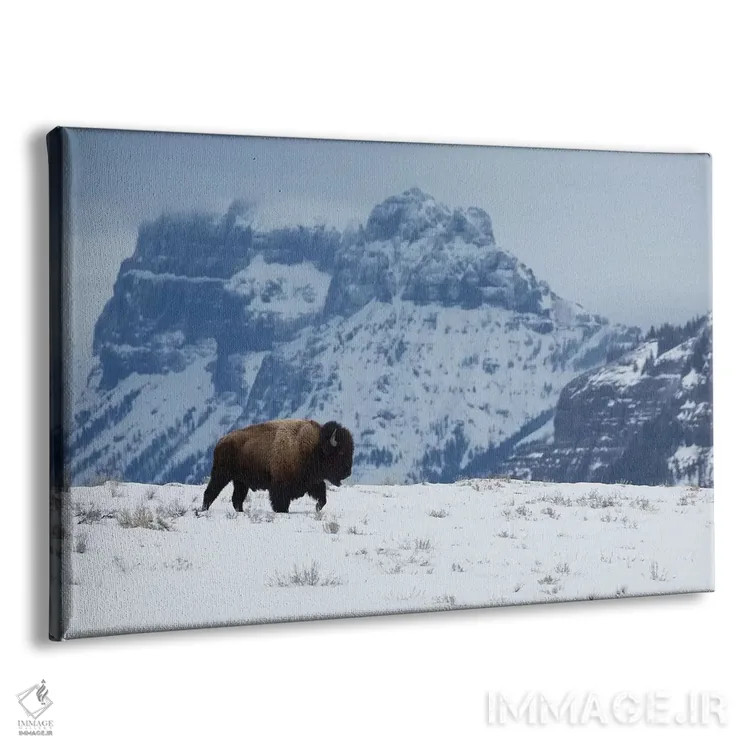 تابلو گاومیش نر کوهاندار در حال حرکت اثر کن آرچر - نمای پرسپکتیو محصول