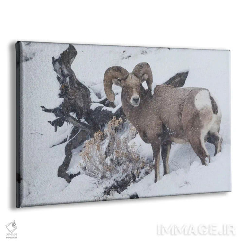 تابلو winter storm,کبش شاخبزرگ کوهی در طوفان زمستانی اثر کن آرچر - نمای پرسپکتیو محصول