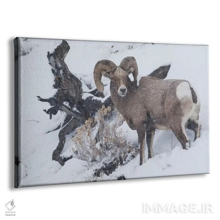 تابلو winter storm,کبش شاخبزرگ کوهی در طوفان زمستانی اثر کن آرچر - نمای پرسپکتیو محصول