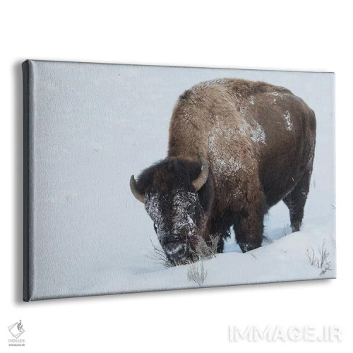 تابلو گاومیش کوهاندار آمریکایی، نر، جستجو در برف عمیق اثر کن آرچر - نمای پرسپکتیو محصول