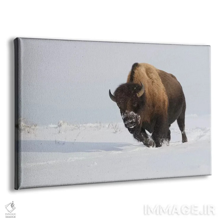 تابلو گاومیش نر کوهاندار در حال حرکت اثر کن آرچر - نمای پرسپکتیو محصول