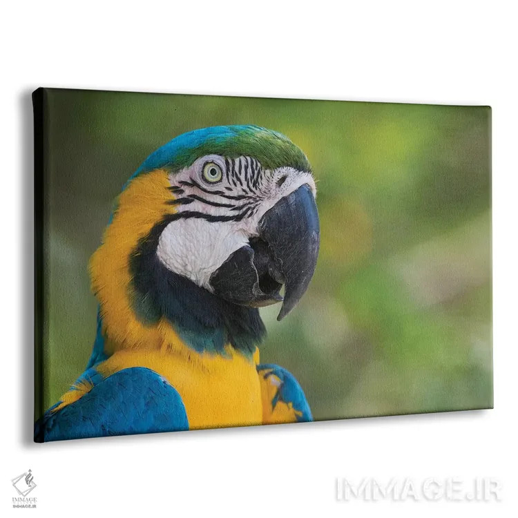 تابلو نمای نزدیک ماکائوی آبی و طلایی اثر کن آرچر - نمای پرسپکتیو محصول