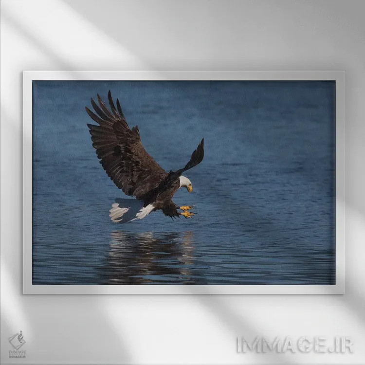تابلو عقاب سرسفید در حال شکار طعمه اثر کن آرچر - نمای قابدار سفید