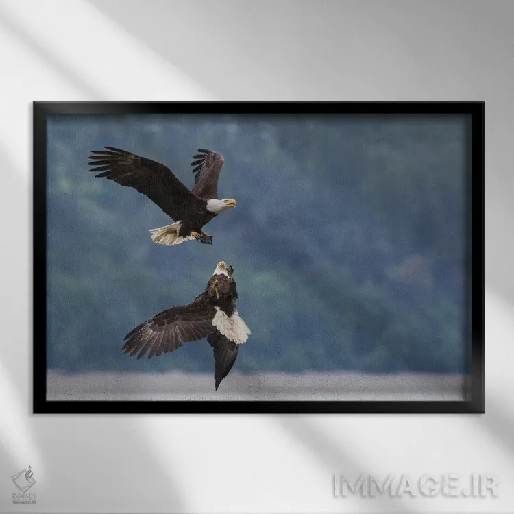 تابلو دو عقاب سرسفید در رقابت بر سر تکهای غذا اثر کن آرچر - نمای قابدار مشکی