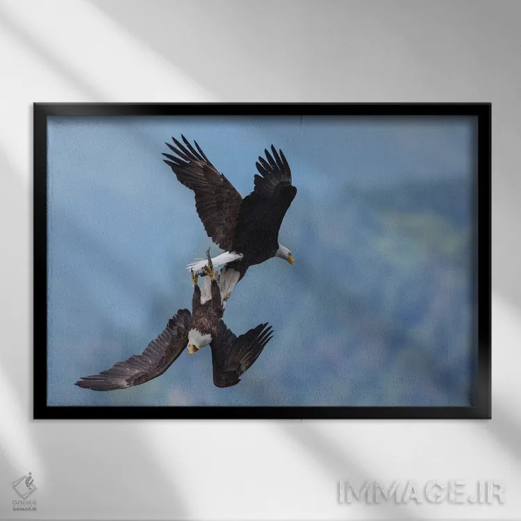 تابلو عقاب سرسفید در نبرد هوایی برای غذا اثر کن آرچر - نمای قابدار مشکی
