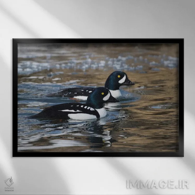 تابلو اردک طلایی باروز در رودخانه یخزده اثر کن آرچر - نمای قابدار مشکی