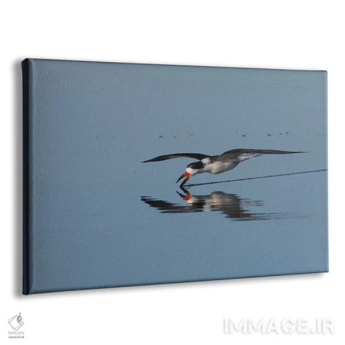 تابلو پرستوماهیگیر سیاه در حال صید غذا اثر کن آرچر - نمای پرسپکتیو محصول