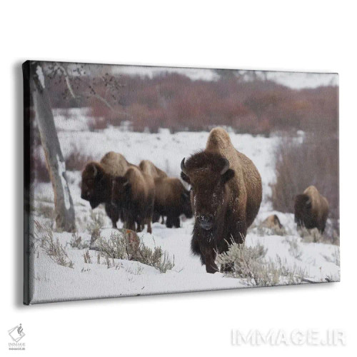 تابلو گله گاومیشهای کوهاندار در حال حرکت اثر کن آرچر - نمای پرسپکتیو محصول