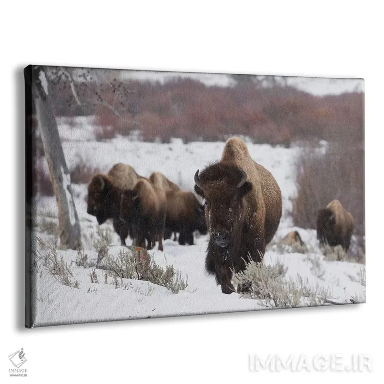 تابلو گله گاومیشهای کوهاندار در حال حرکت اثر کن آرچر - نمای پرسپکتیو محصول