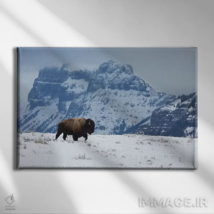 تابلو گاومیش نر کوهاندار در حال حرکت اثر کن آرچر - نمای روبهرو روی دیوار