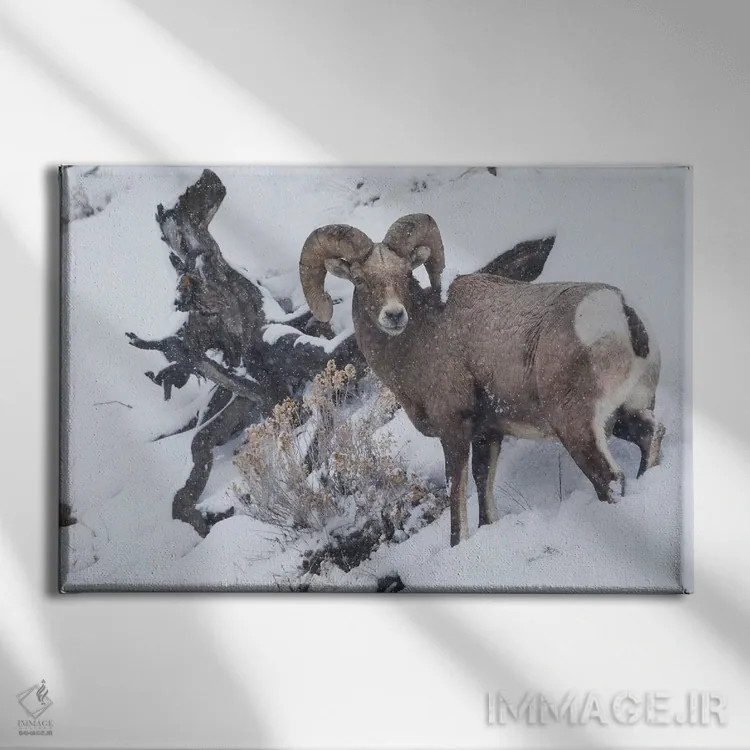 تابلو winter storm,کبش شاخبزرگ کوهی در طوفان زمستانی اثر کن آرچر - نمای روبهرو روی دیوار