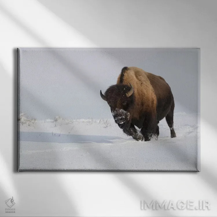 تابلو گاومیش نر کوهاندار در حال حرکت اثر کن آرچر - نمای روبهرو روی دیوار