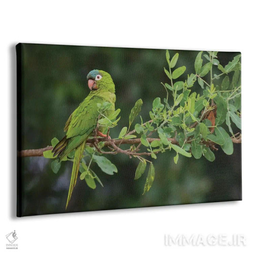 تابلو پاراکیت تاجآبی اثر کن آرچر - نمای پرسپکتیو محصول