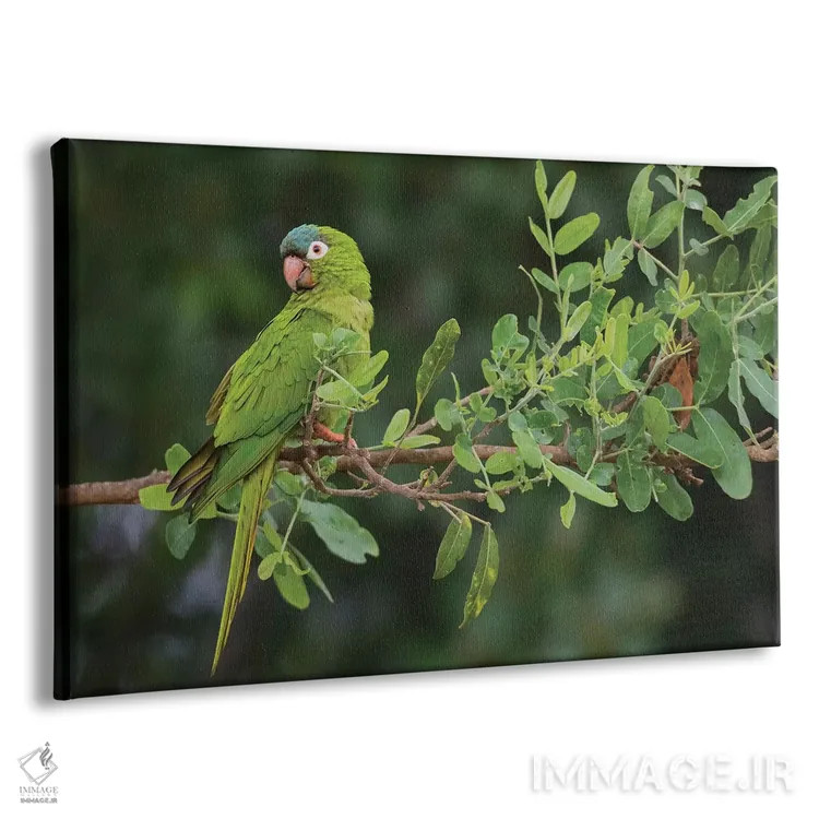 تابلو پاراکیت تاجآبی اثر کن آرچر - نمای پرسپکتیو محصول