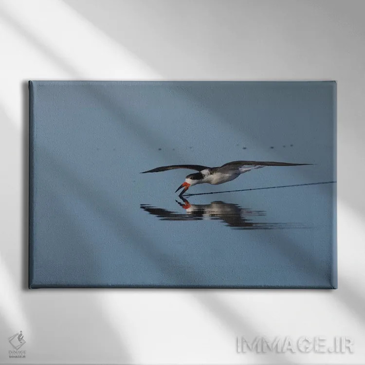 تابلو پرستوماهیگیر سیاه در حال صید غذا اثر کن آرچر - نمای روبهرو روی دیوار