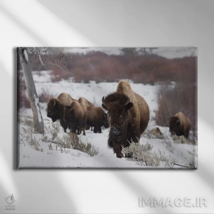تابلو گله گاومیشهای کوهاندار در حال حرکت اثر کن آرچر - نمای روبهرو روی دیوار