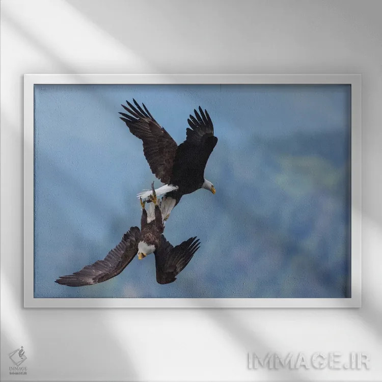 تابلو عقاب سرسفید در نبرد هوایی برای غذا اثر کن آرچر - نمای قابدار سفید