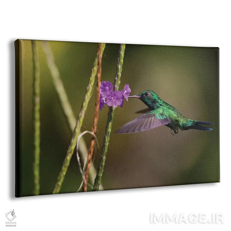 تابلو زمرد گلوآبی (پرنده) اثر کن آرچر - نمای پرسپکتیو محصول